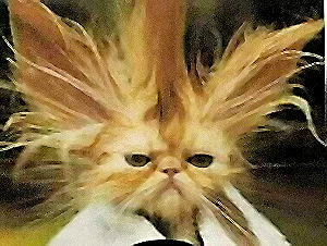 The Bad Hair Cat