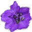 Purple Larkspur