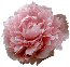 Peony