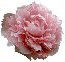 Peony