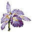 Purple Cattleya Orchid