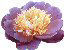 Purple Peony