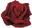 Red Rose