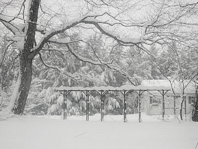 An Arbor in the Snow