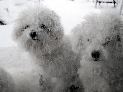 Two Bichons in the Snow
