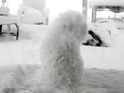 A Bichon Observes a Snow Covered Landscape