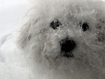 A Bichon Looks in From a Snow Covered Porch