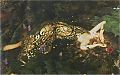 Fine Art Painting Titania Sleeps by F.C.Cowper