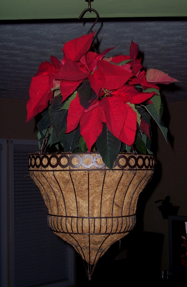 Hangingpoinsettia.jpg