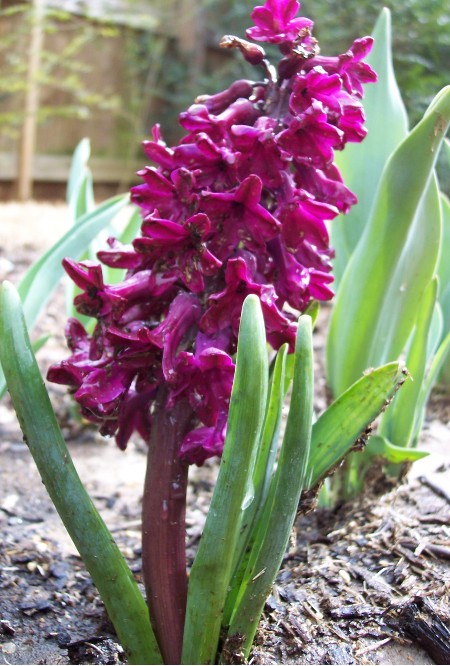 Hyacinthinbloom.jpg